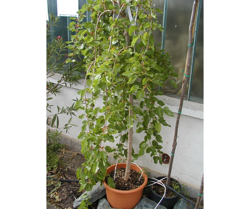 Morus alba pendula - Hängemaulbeere 250cm